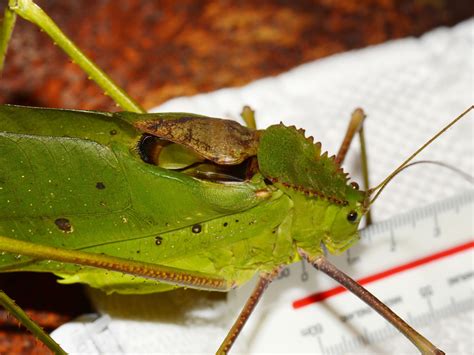 giant malaysian katydid|Entomica